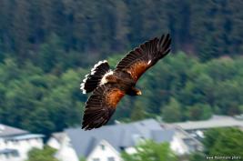 Wild Freizeitpark Willingen 10.06.2020