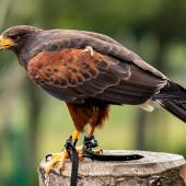 Wildpark-Willingen_031