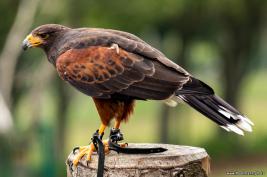 Wildpark Willingen 10.06.2020