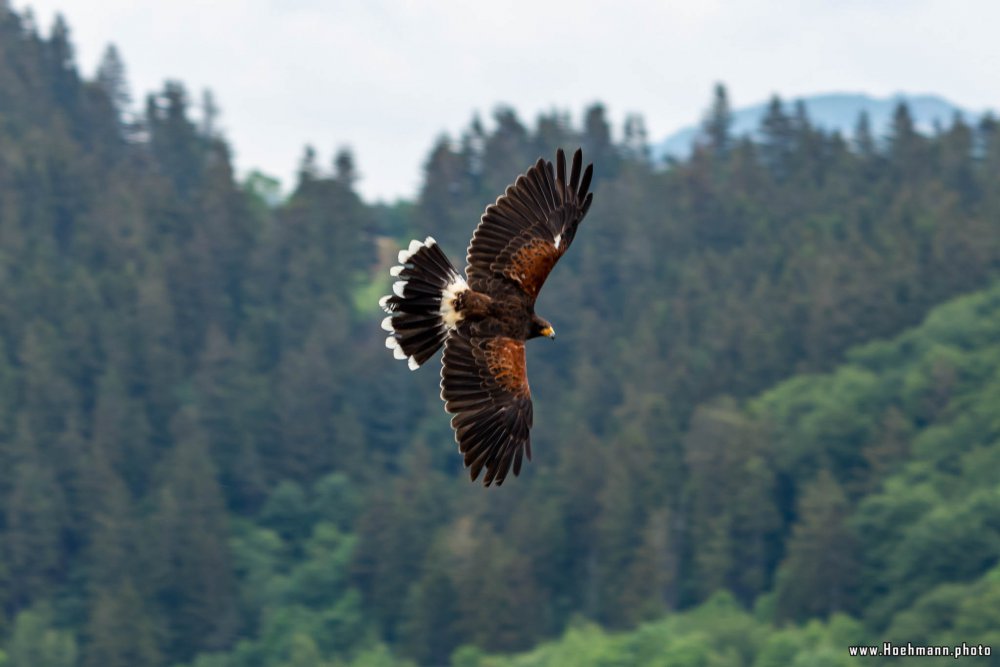 Wildpark-Willingen_032