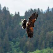 Wildpark-Willingen_032