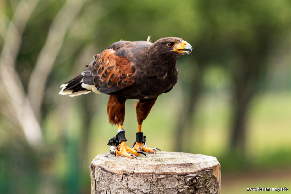 Wildpark-Willingen_034