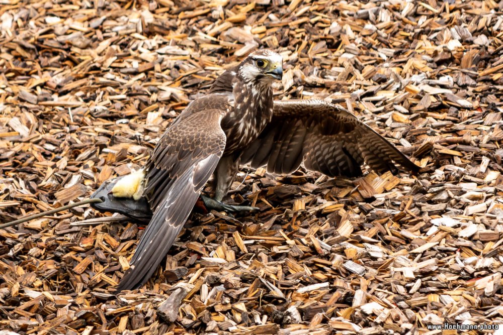 Wildpark-Willingen_036