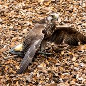 Wildpark-Willingen_036