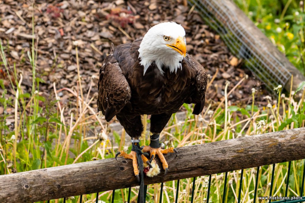 Wildpark-Willingen_039