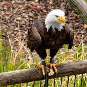 Wildpark-Willingen_039