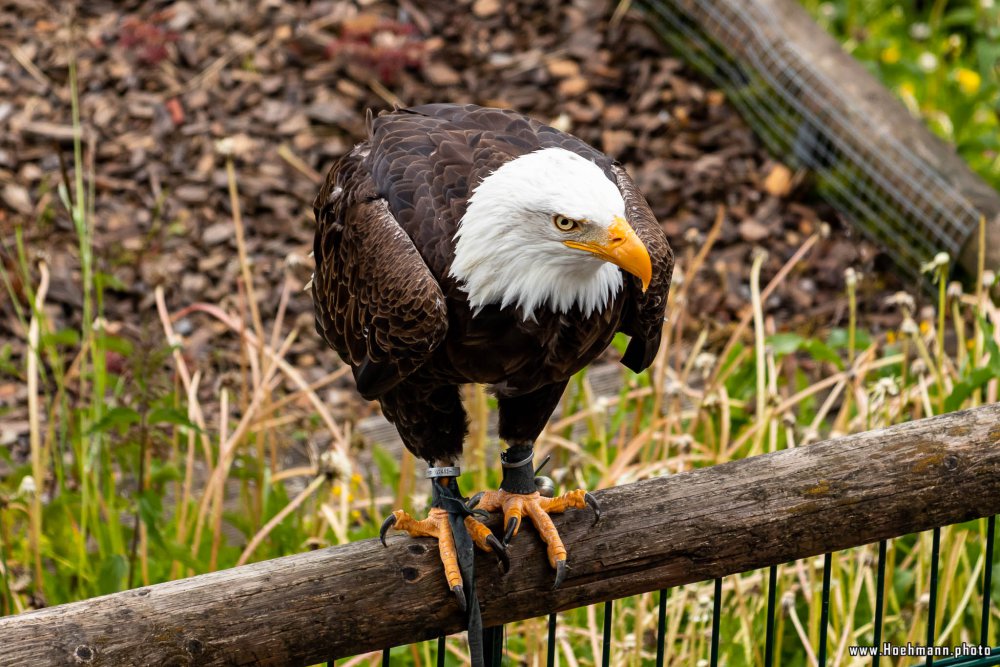 Wildpark-Willingen_040