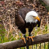 Wildpark-Willingen_040