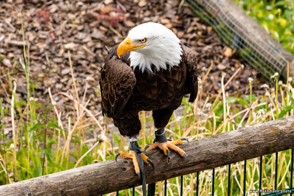 Wildpark-Willingen_041