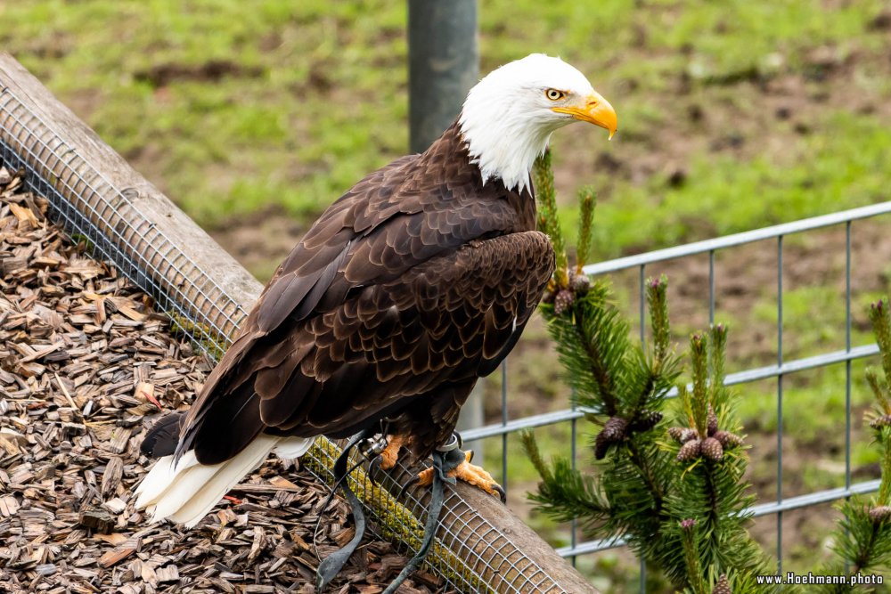 Wildpark-Willingen_042