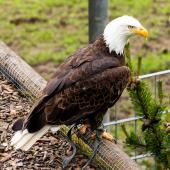 Wildpark-Willingen_042