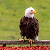 Wildpark-Willingen_043