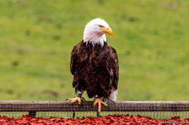 Wildpark Willingen 10.06.2020