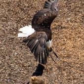 Wildpark-Willingen_044