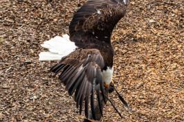 Wild Freizeitpark Willingen 10.06.2020