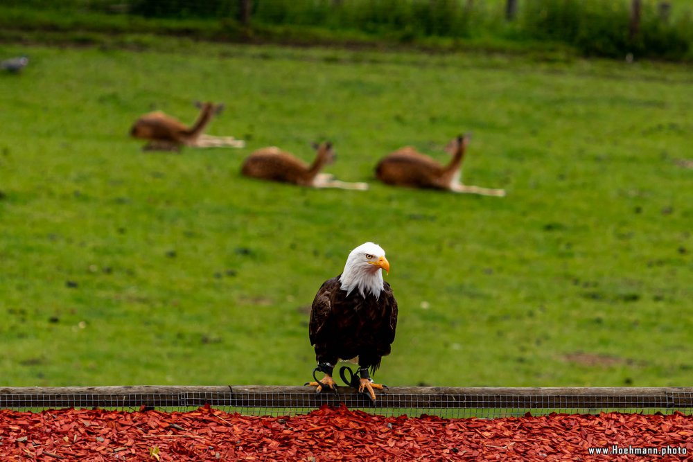 Wildpark-Willingen_045