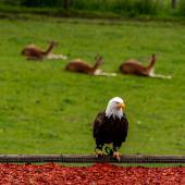 Wildpark-Willingen_045