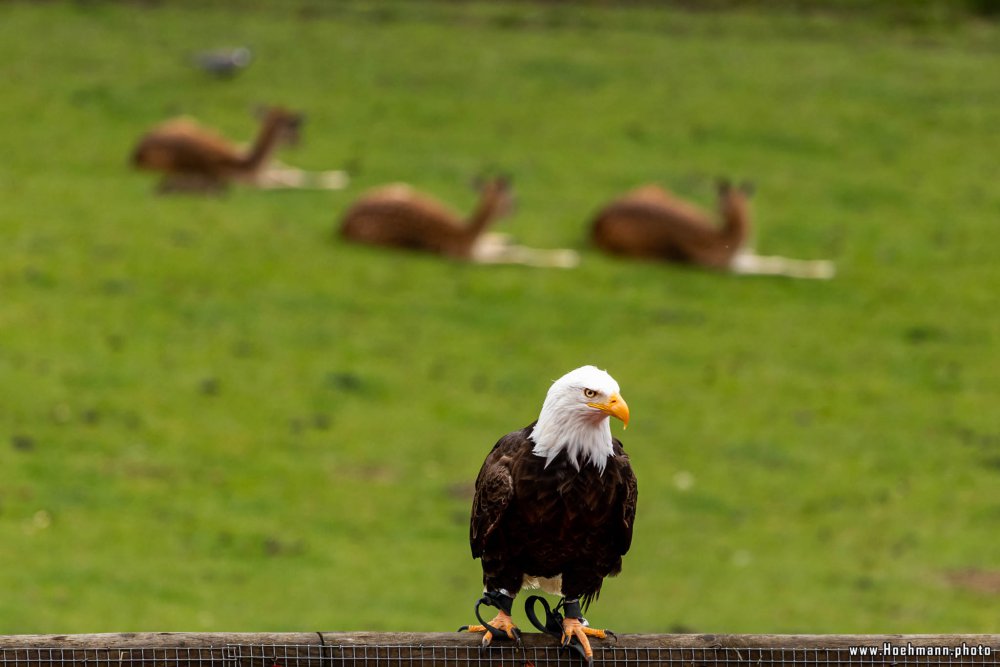 Wildpark-Willingen_046