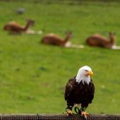 Wildpark-Willingen_046