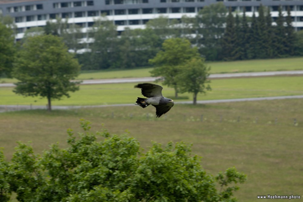Wildpark-Willingen_047