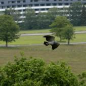 Wildpark-Willingen_047