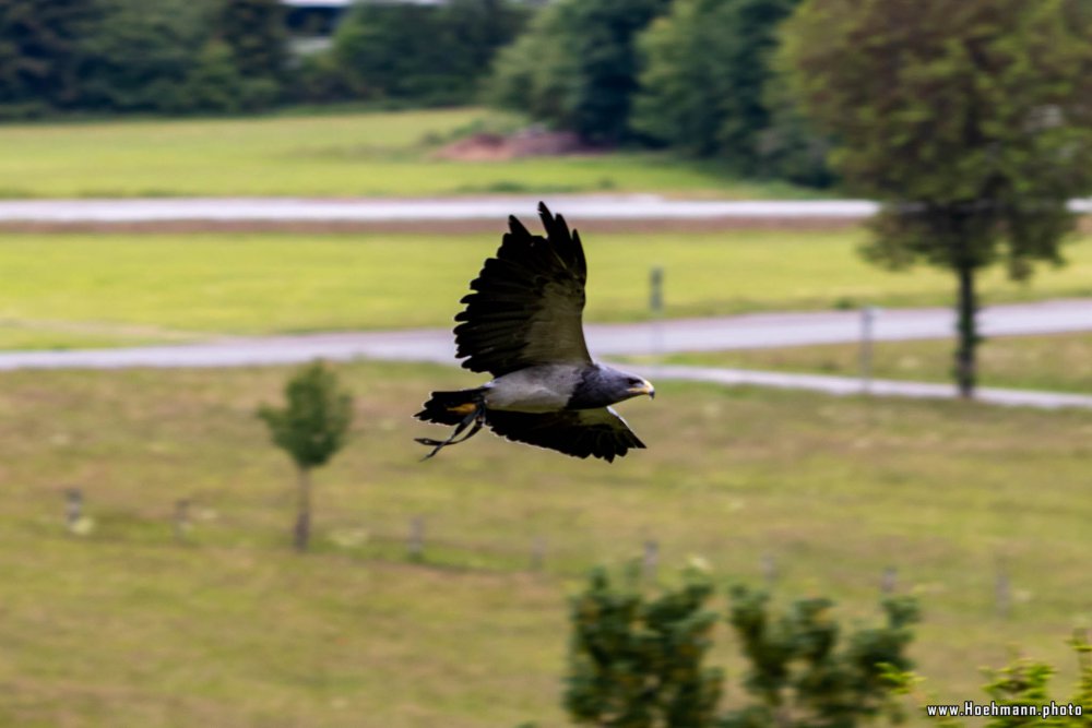 Wildpark-Willingen_048