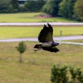 Wildpark-Willingen_048