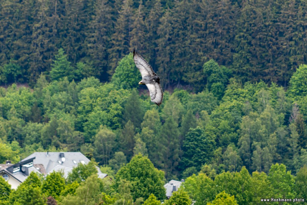 Wildpark-Willingen_049