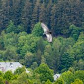 Wildpark-Willingen_049