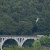 Wildpark-Willingen_051