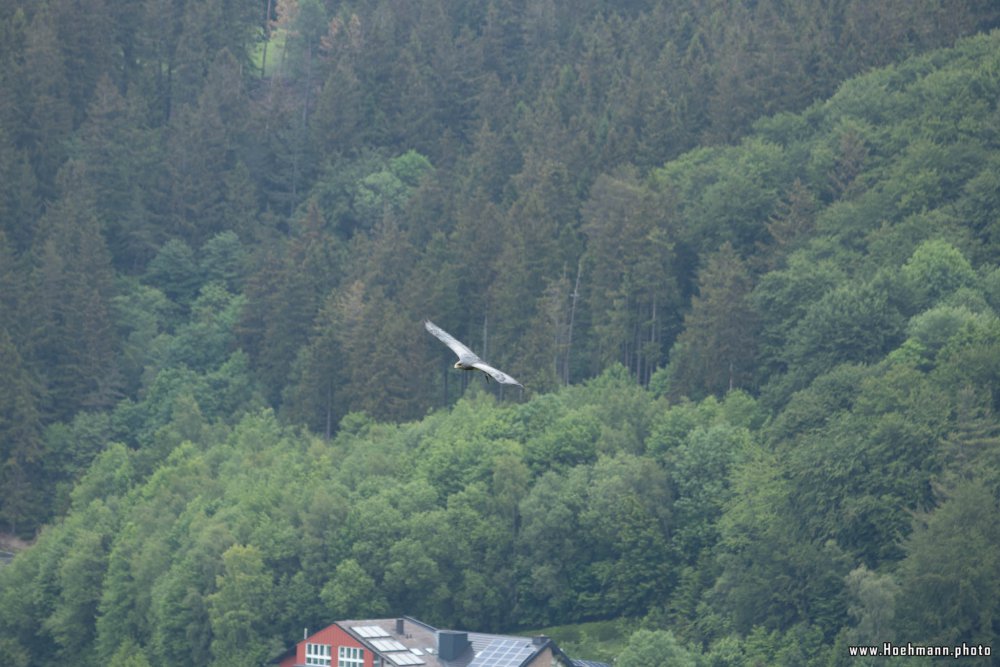 Wildpark-Willingen_052