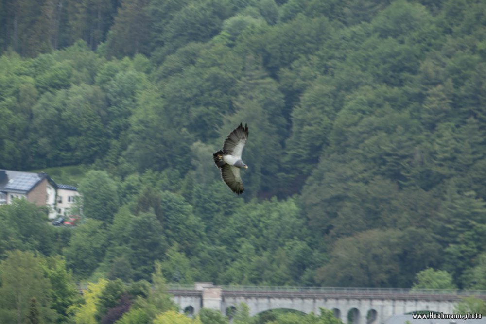 Wildpark-Willingen_053