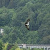 Wildpark-Willingen_053