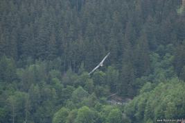 Wildpark Willingen 10.06.2020