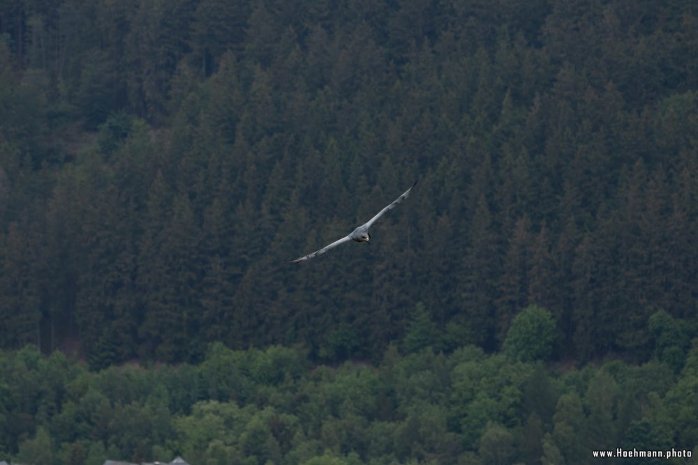 Wildpark-Willingen_056