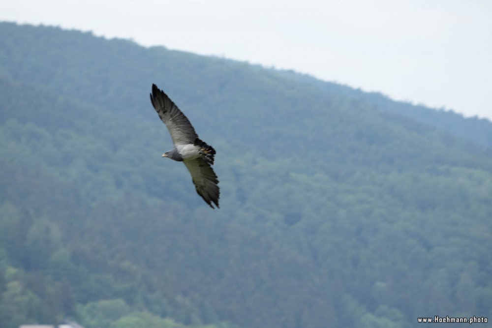 Wildpark-Willingen_057