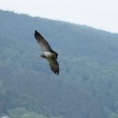 Wildpark-Willingen_057