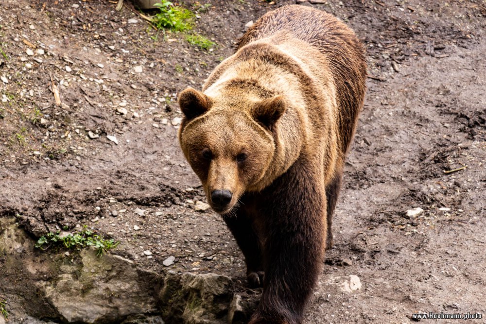 Wildpark-Willingen_060