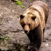 Wildpark-Willingen_060