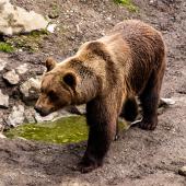 Wildpark-Willingen_061