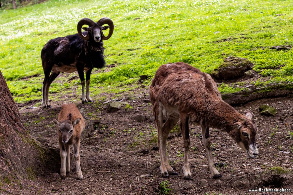 Wildpark-Willingen_062