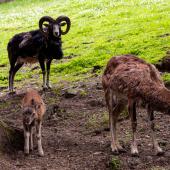 Wildpark-Willingen_062