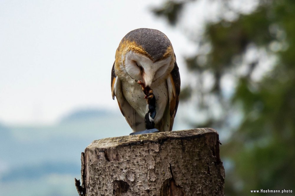 Wildpark-Willingen_072