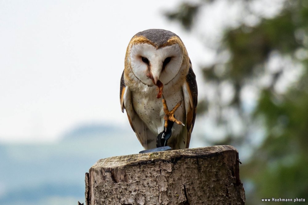 Wildpark-Willingen_073