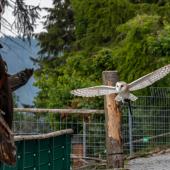 Wildpark-Willingen_074