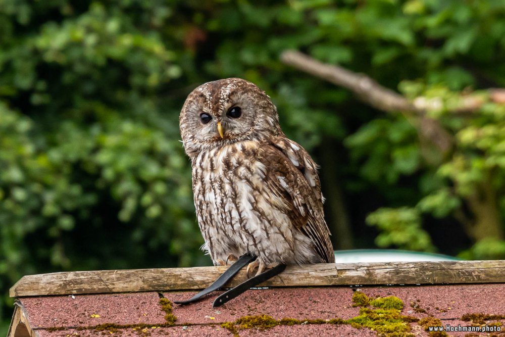 Wildpark-Willingen_077