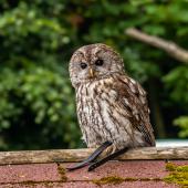 Wildpark-Willingen_077