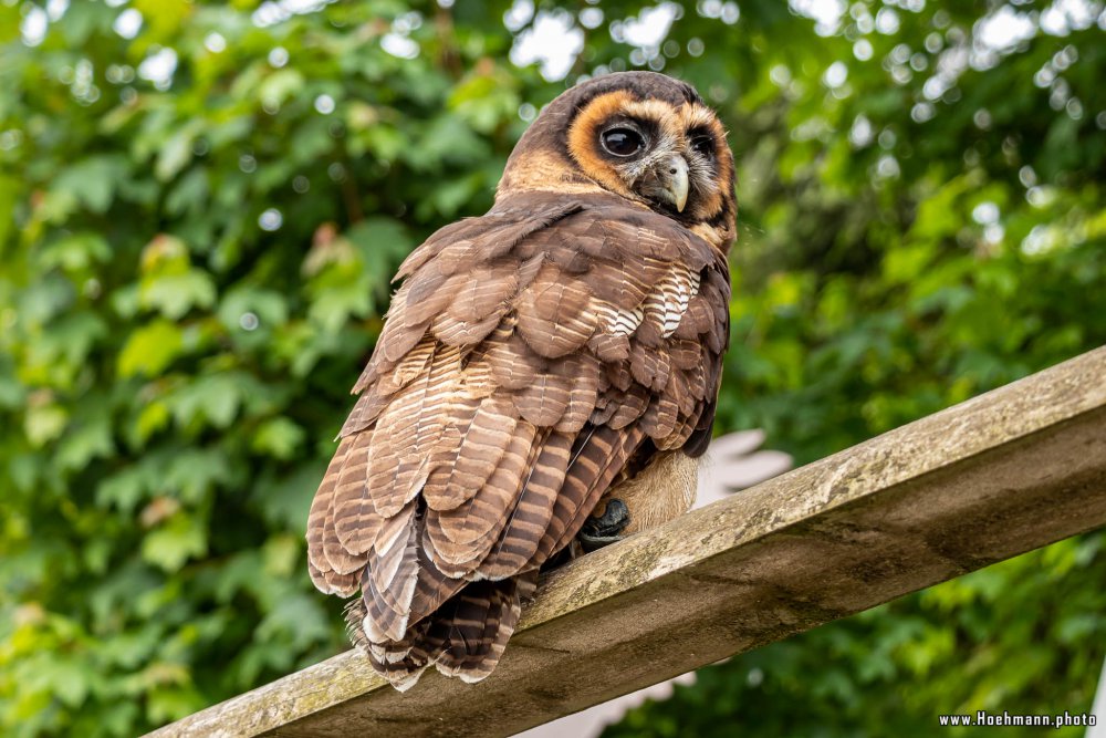 Wildpark-Willingen_078