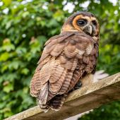 Wildpark-Willingen_078