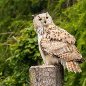 Wildpark-Willingen_079